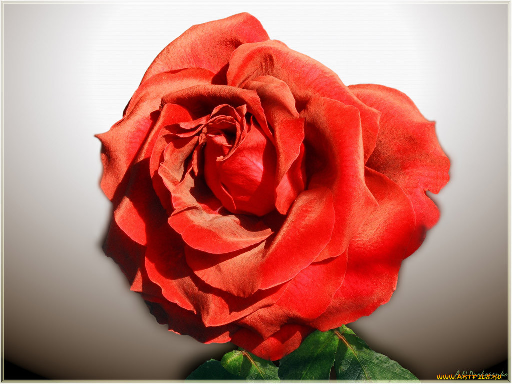 aleksandre, , , , , , , , , , 